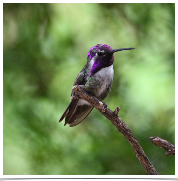 Costa's Hummingbird